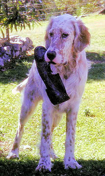 Beau, stolen dog, missing dog, English Setter, Beau, Gold Coast, Queensland, Australia