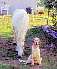 Beau and Sparkie together