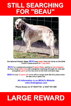 still searching for beau, stolen dog, english setter, help find beau