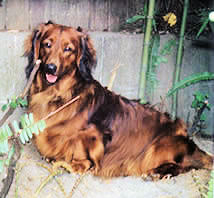 My beloved dachshund Benmore