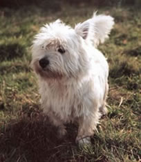 creagan, west highland white terrier, stolen dog, scotland