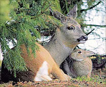 Friendship between a deer and a rabbit