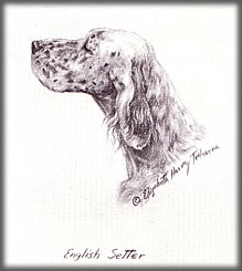 A Portrait of an English Setter