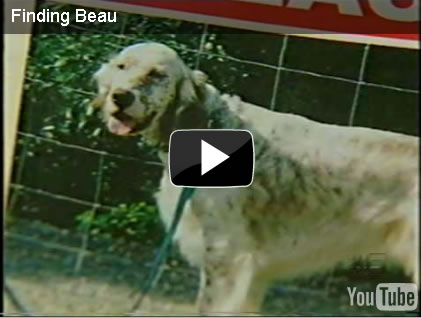 gold coast channel 9 news, finding beau, stolen dog, english setter