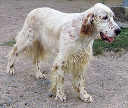 Beau's brother, Hammer