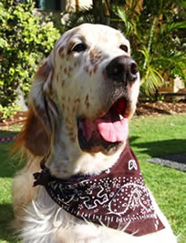 English Setter, Finding Beau, Love, Help bring Beau back home