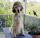 Hammer, purebred English Setter, litter brother of Beau