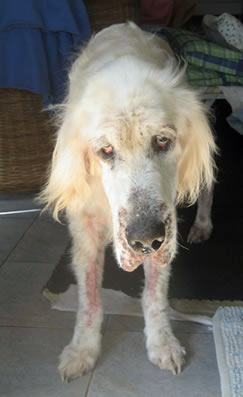 hobson, english setter, hemangiosarcoma