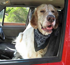 Hobson, English Setter, Finding Beau