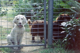 English Setter, Jessie, Long Haired Dachshund, Benmore