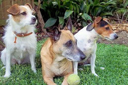 Holly, Brandy and Millie